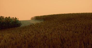 CGI Expansive golden fields of crops with vibrant sunflowers at sunset video