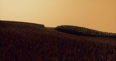 CGI Sunset over rolling fields with vibrant colors and undulating landscape video