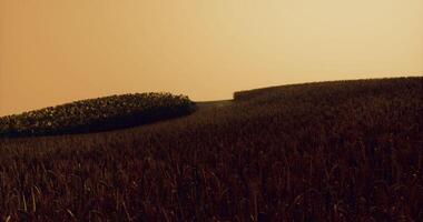 CGI Vast golden fields under an orange sky during the golden hour of sunset video