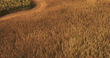 CGI Scenic view of golden field with winding path during sunset in countryside video