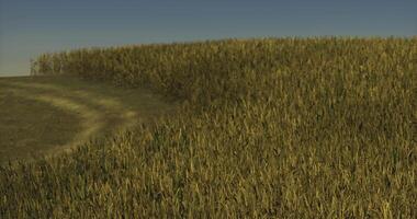 CGI Expansive cornfield under clear sky during late afternoon light video