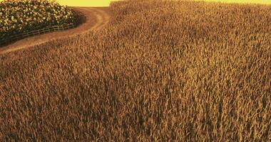 CGI Golden fields of wheat under a warm sunset near a forest edge video