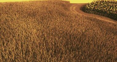 CGI Golden wheat field under the warm sunlight with a winding pathway in rural area video