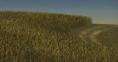 CGI Lush cornfield stretches alongside a winding country path in golden light video