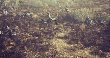 CGI Exploring a rocky terrain with diverse wildlife in a natural setting video