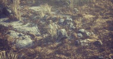 CGI Rocky terrain with sparse vegetation under bright sunlight in a natural setting video