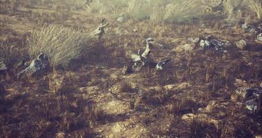 CGI Wildlife exploring rocky terrain in natural environment during golden hour video