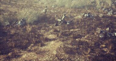 CGI Dry landscape with scattered rocks and sparse vegetation during golden hour video