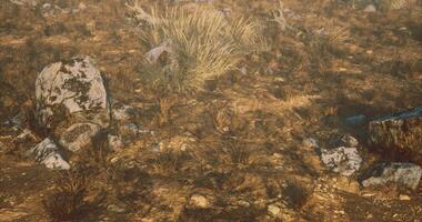 CGI Landscape showcasing rocky terrain with dry grass and plants in sunlight video