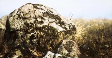 CGI Large rock covered in moss surrounded by dry grass in natural setting video