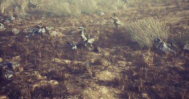 CGI Natural landscape featuring dry terrain with scattered rocks and vegetation video