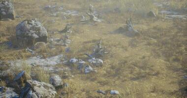 CGI Wildlife interaction in a grassland habitat during early morning fog video