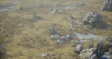 CGI Wildlife observing interaction among animals in a dry grassland area video