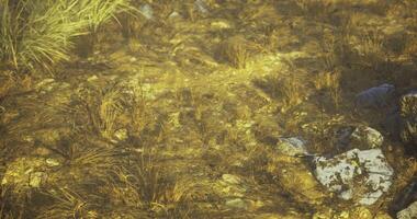 CGI Grass growing on ground with small rocks and patches of dirt in golden light video