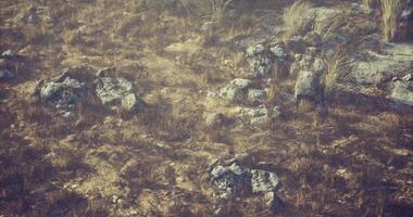 CGI Rocky terrain featuring dry vegetation in a natural landscape during daylight video