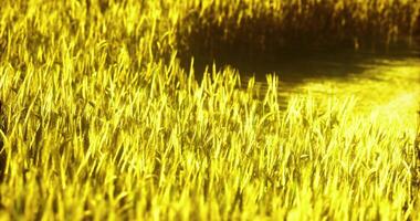 CGI Golden fields swaying under sunlight near a tranquil water body video
