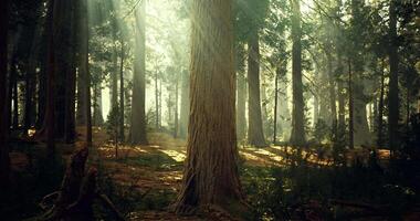 CGI Light filtering through tall trees in a serene forest setting during midday video