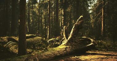 CGI Sunlight filters through a dense forest illuminating fallen trees and foliage video