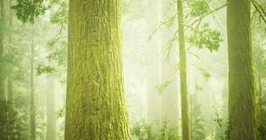 CGI Majestic forest with tall trees surrounded by foggy atmosphere and greenery video