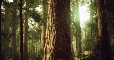 CGI Majestic Redwood forest with tall trees lit by soft sunlight video