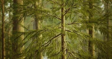 CGI Lush green tree in a tranquil forest during daytime hours video
