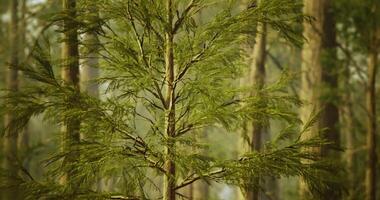 CGI Lush green foliage of coniferous trees in a tranquil forest setting video