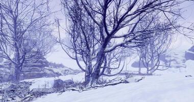 CGI Snow covered landscape with trees under a cloudy winter sky video