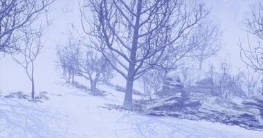 CGI Snowy winter landscape with bare trees and rocky terrain in soft light video