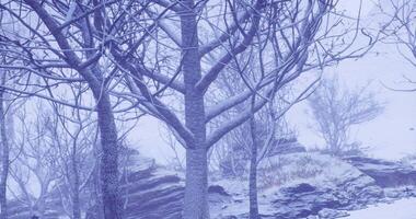 CGI Frost covered trees in a snowy landscape during winter months video
