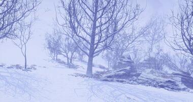 CGI Winter landscape of trees covered in snow at a remote location during a storm video
