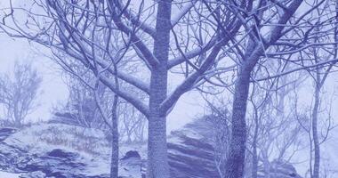 CGI Winter landscape with snow covered trees and rocky formation during a snowfall video