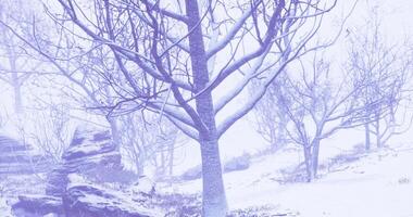 CGI Winter landscape with snow covered trees in a serene forest video