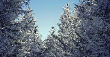 CGI Winter wonderland with snow covered trees reaching for the bright sky video