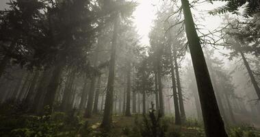 CGI Misty forest glade with towering trees in soft, diffused light video