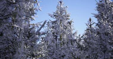 CGI Frost covered trees under a clear blue sky in winter setting video