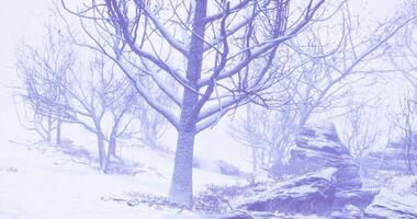 CGI Winter landscape showcasing bare trees blanketed in snow video