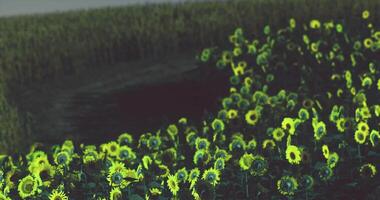 CGI Sunflowers bloom in a field during golden hour light video
