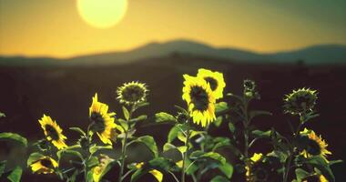 CGI Sunflowers basking in the golden glow of a sunset in a serene landscape video