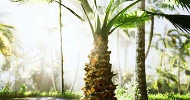 CGI Lush tropical palm tree illuminated by sunlight in a vibrant forest setting video