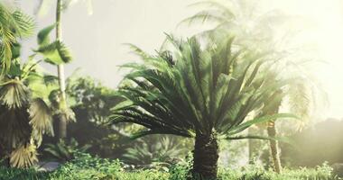 CGI Lush tropical vegetation with palms in sunlight during early morning hours video