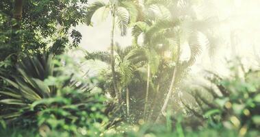 CGI Morning light filters through the abundant foliage of a tropical forest video