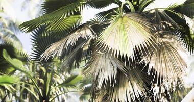 CGI Lush green palm leaves swaying gently in a tropical environment during daylight video