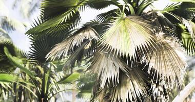 CGI Vibrant palm trees basking in sunlight in a tropical paradise landscape video