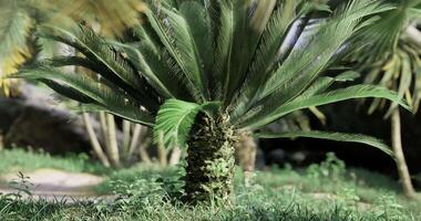 CGI Tropical palm tree with lush green leaves in a serene garden setting video