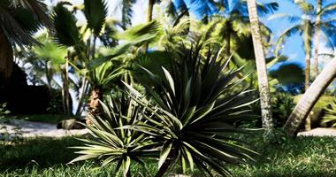 CGI Tropical landscape with lush plants and palm trees in bright daylight video