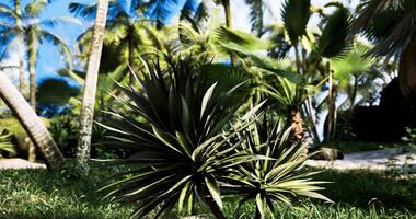 CGI Lush tropical garden featuring vibrant palm trees and green foliage video