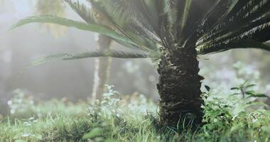 CGI Lush green landscape featuring a palm tree in a peaceful natural setting video