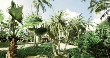 CGI Lush tropical landscape with palm trees and greenery in bright sunlight video