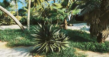 CGI Tropical landscape with lush greenery and palm trees near sandy shoreline video