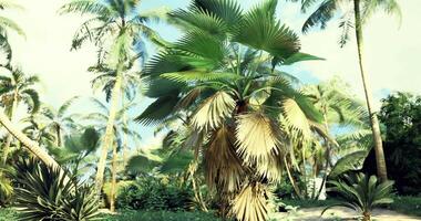 CGI Lush tropical garden with palm trees in bright daylight setting video
